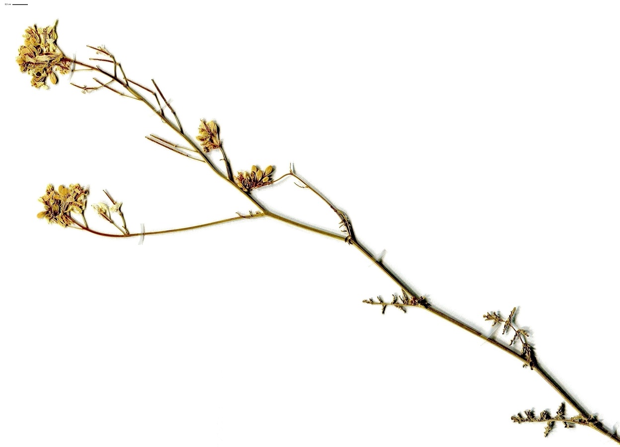 Erucastrum nasturtiifolium subsp. nasturtiifolium (Brassicaceae)